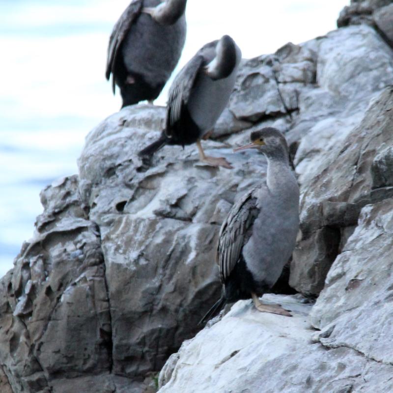 Spotted Shag (Stictocarbo punctatus), State Highway 1, Half Moon Bay, Canterbury, New Zealand, 2014-03-13 Spotted Shag (Stictocarbo punctatus)